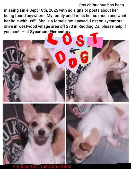 Lost Dog in Redding, California — listing photo