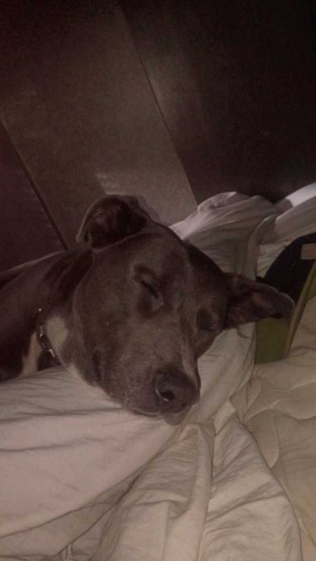 Lost Dog in Redmond, Washington — listing photo