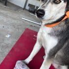 Lost Dog in San Diego, California — listing photo