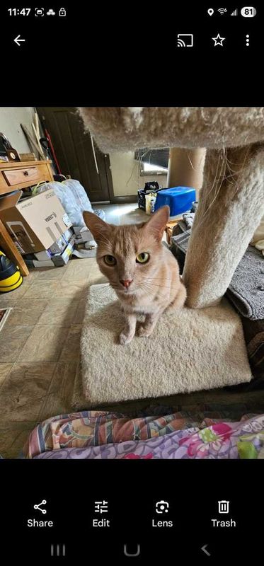 Lost Cat in Lenoir — listing photo