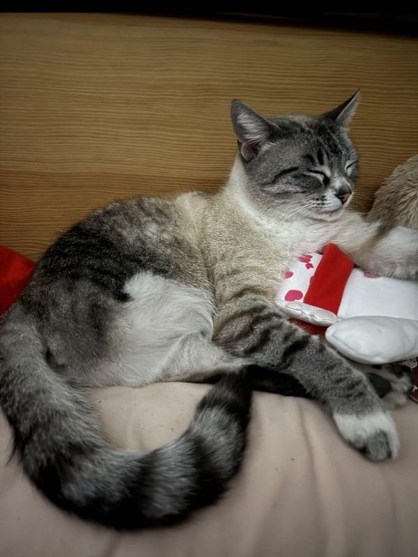 Lost Cat in Riverside, California — listing photo