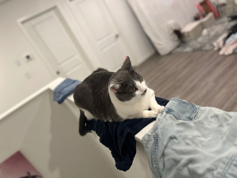 Lost Cat in San Bernardino, California — listing photo