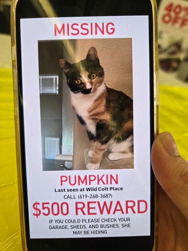 Lost Cat in Jamul — listing photo