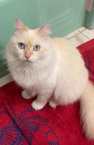 Lost Cat in Tampa, Florida — listing photo