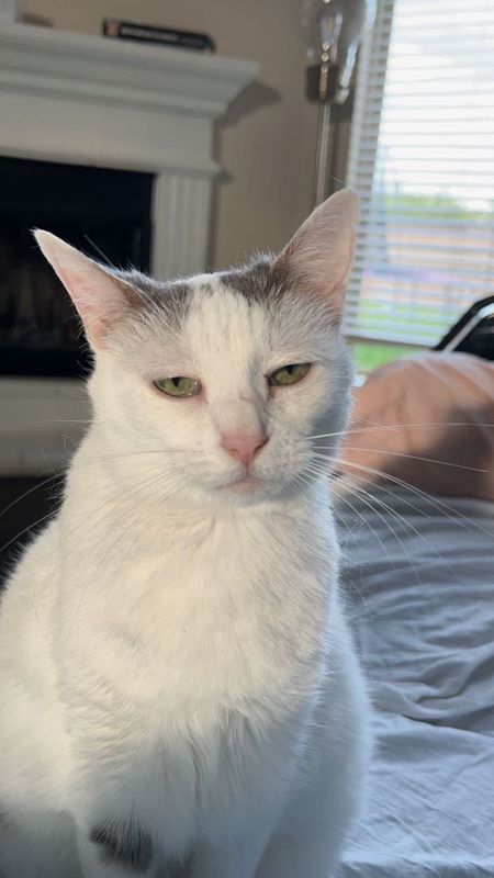 Lost Cat in St. Petersburg, Florida — listing photo