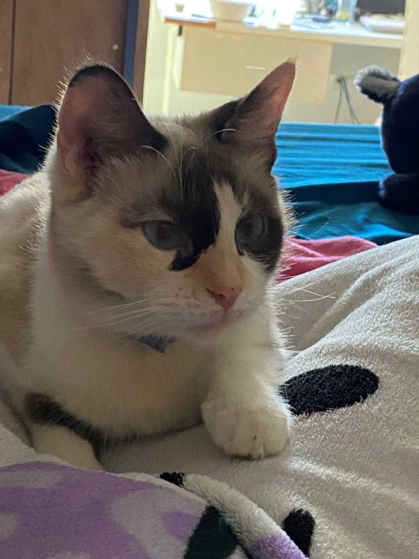 Lost Cat in Deming — listing photo