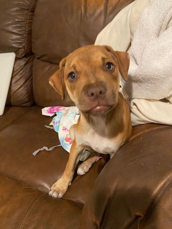 Lost Dog in Orlando, Florida — listing photo