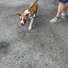 Lost Dog in Houston, Texas — Puppy found near minute maid last night. Need suggestions on how to reach out to homeless people in…