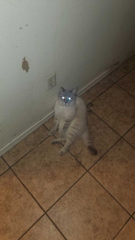 Lost Cat in Oklahoma City, Oklahoma — listing photo