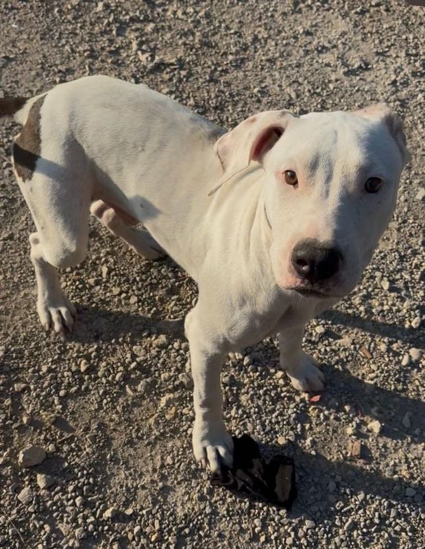 Lost Dog in San Antonio, Texas — listing photo