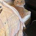 Lost Cat in Memphis, Tennessee — Cat still missing from Vollentine-Evergreen area. Been missing since Dec 21st. Answers to Charlie