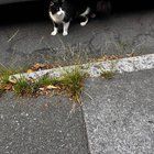 Lost Cat in San Francisco, California — Anyone lost their cat?
