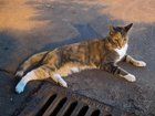 Lost Cat in Charlotte, North Carolina — listing photo