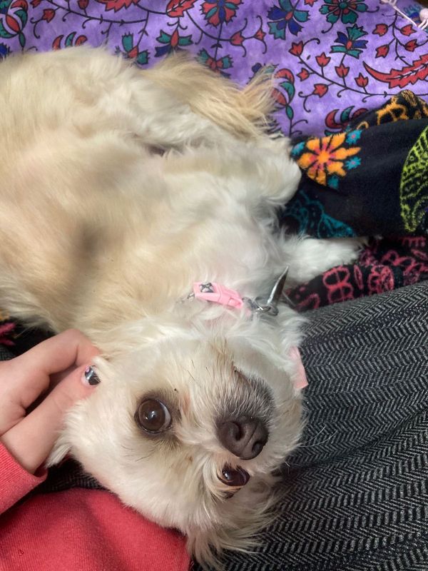 Lost Dog in Littleton, Colorado — listing photo