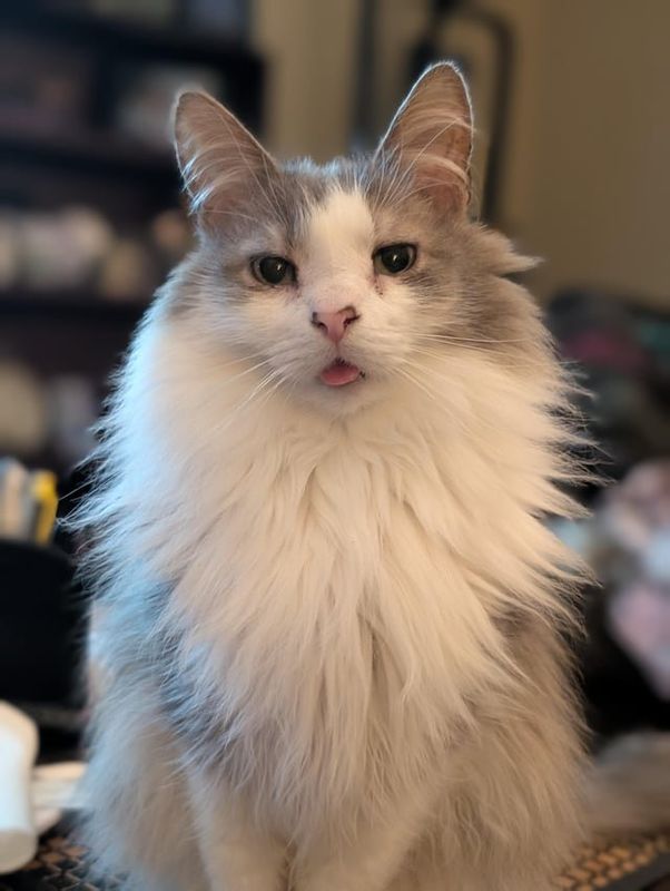 Lost Cat in San Antonio, Texas — Charlie Cat is missing - Timber Post in Great Northwest area. 7 lbs, gray and white, no teeth…