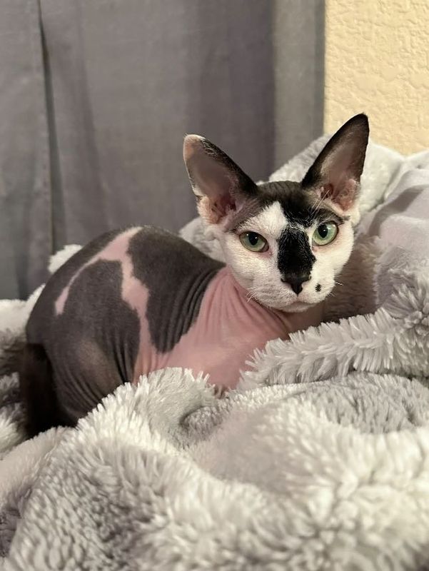 Lost Cat in Denver, Colorado — listing photo