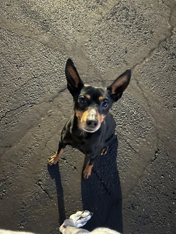 Lost Dog in Indianapolis, Indiana — listing photo