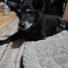 Lost Dog in San Antonio, Texas — listing photo