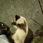 Lost Cat in Baltimore, Maryland — listing photo