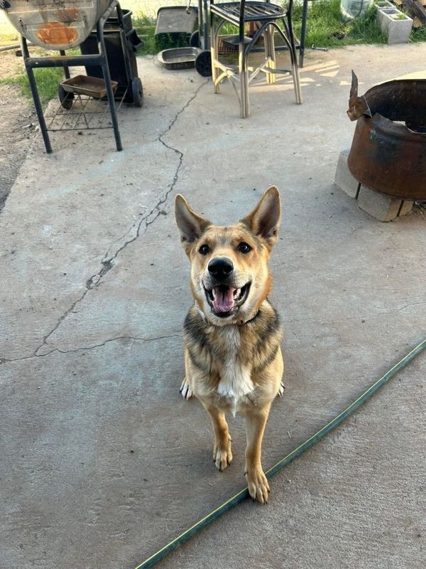 Lost Dog in Phoenix, Arizona — listing photo