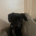 Lost Dog in San Diego, California — listing photo