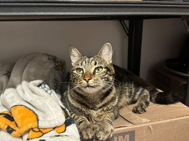 Found Cat in Boston, Massachusetts — UPDATE: found the home of the found cat, she's been returned