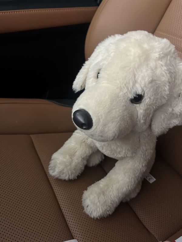 Lost Dog in Ann Arbor, Michigan — listing photo