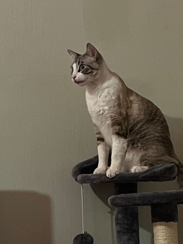 Lost Cat in Galveston, Texas — listing photo