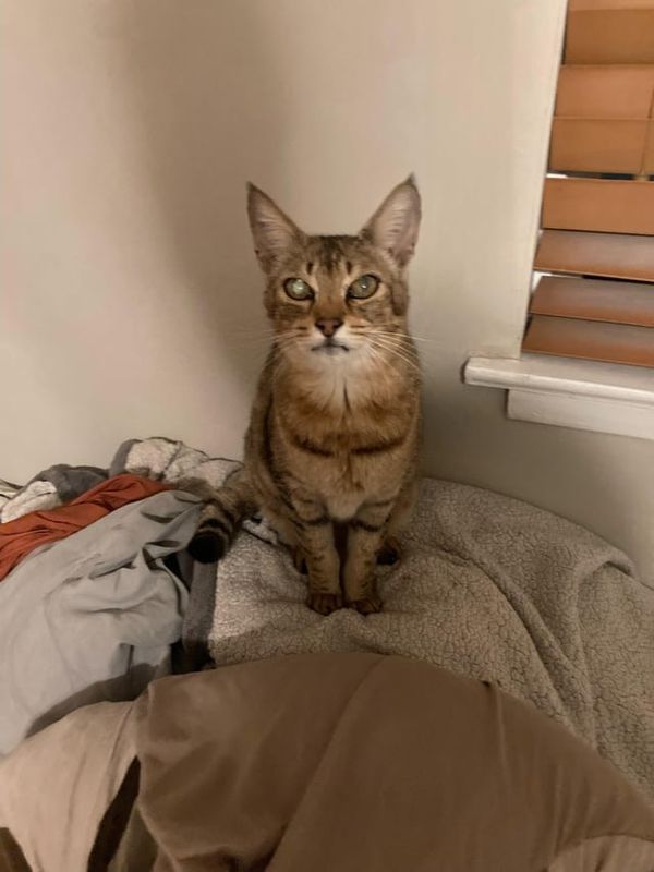 Lost Cat in San Jose, California — listing photo
