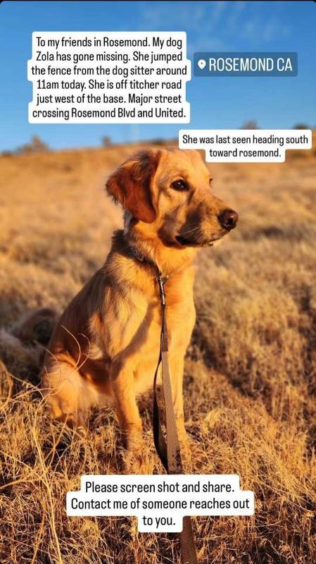 Lost Dog in Rosamond — listing photo