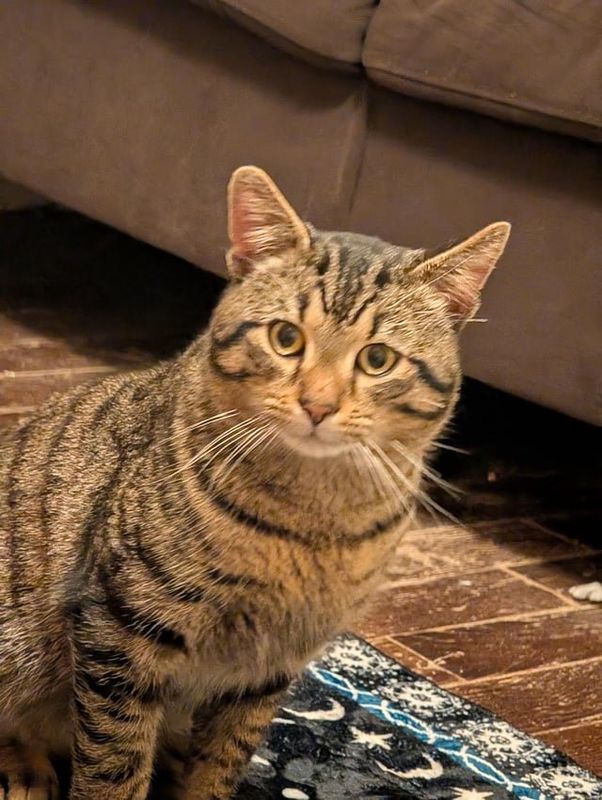 Found Cat in Winston-Salem, North Carolina — Cat Found - Very Sweet Boy