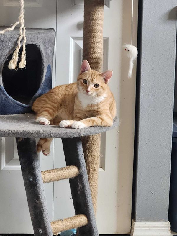 Lost Cat in Melbourne, Florida — listing photo