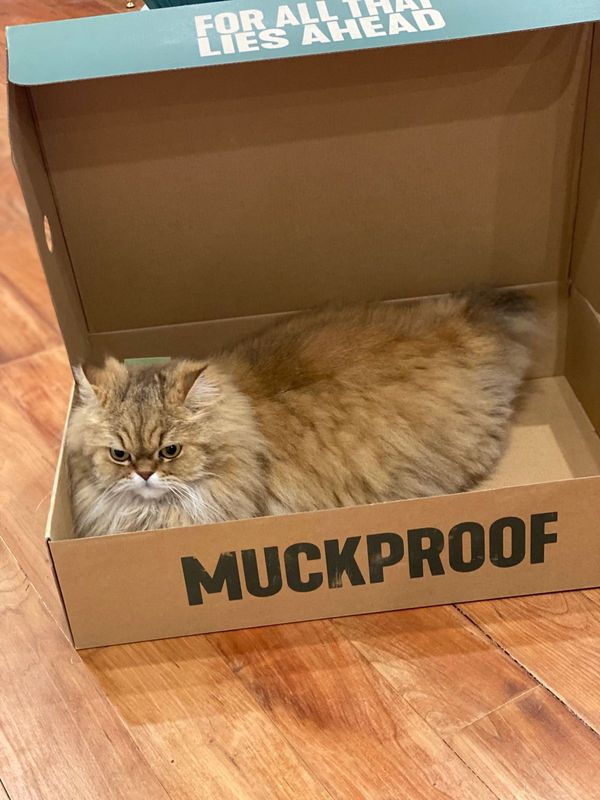 Lost Cat in Kissimmee, Florida — listing photo