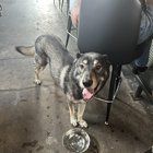 Found Dog in Nashville, Tennessee — listing photo