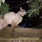 Found Cat in Seattle, Washington — listing photo