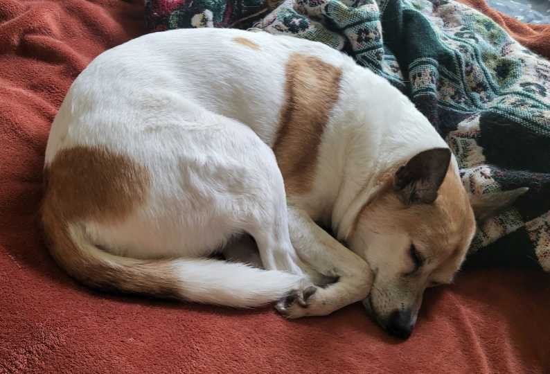 Lost Dog in Vancouver, Washington — listing photo