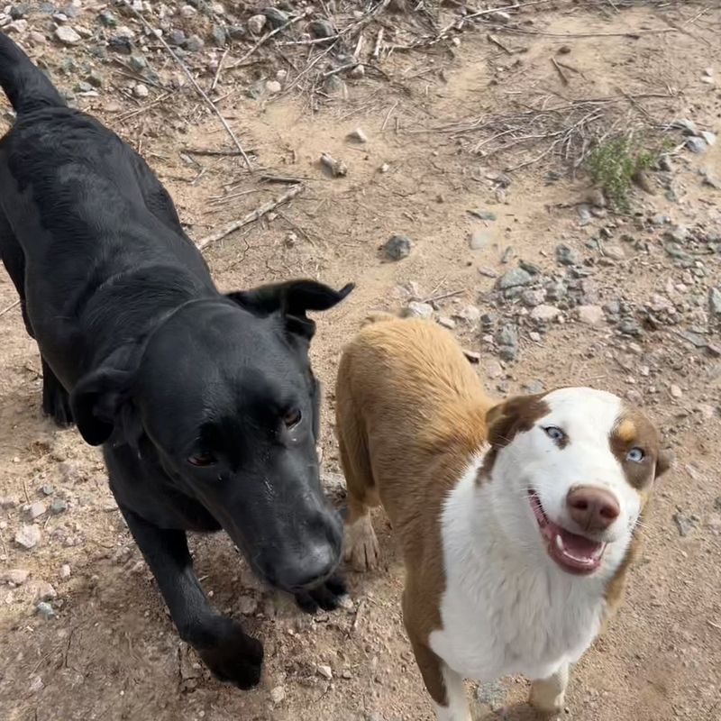 Found Dog in Socorro — listing photo