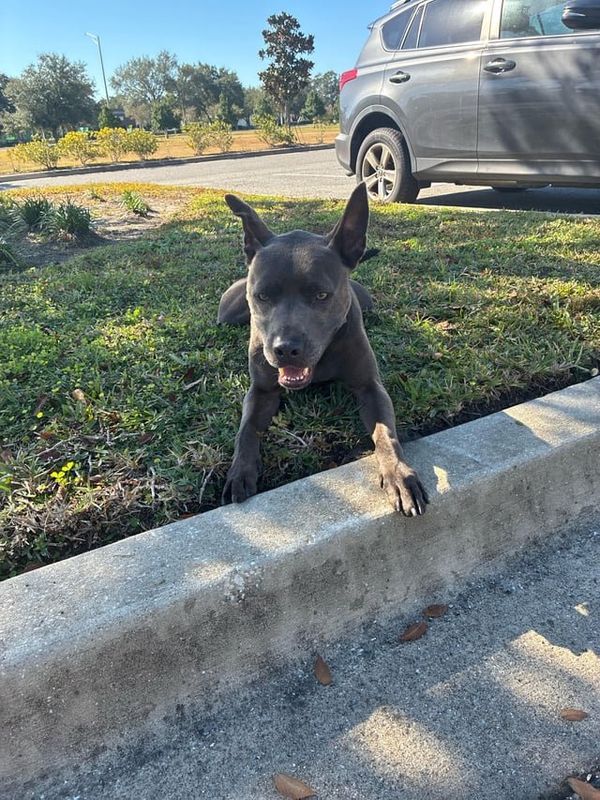 Lost Dog in Jacksonville, Florida — listing photo