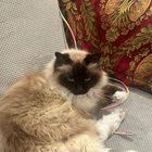 Lost Cat in San Diego, California — Someone stole my cat (help)