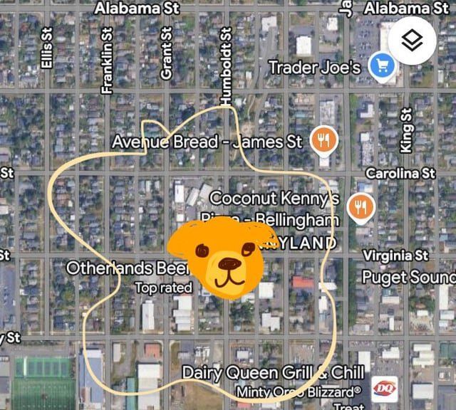 Lost Dog in Bellingham, Washington — Yellow lab spotted in sunnyland area!