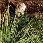 Lost Cat in San Jose, California — listing photo