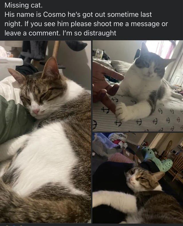 Lost Pet in San Antonio, Texas — listing photo