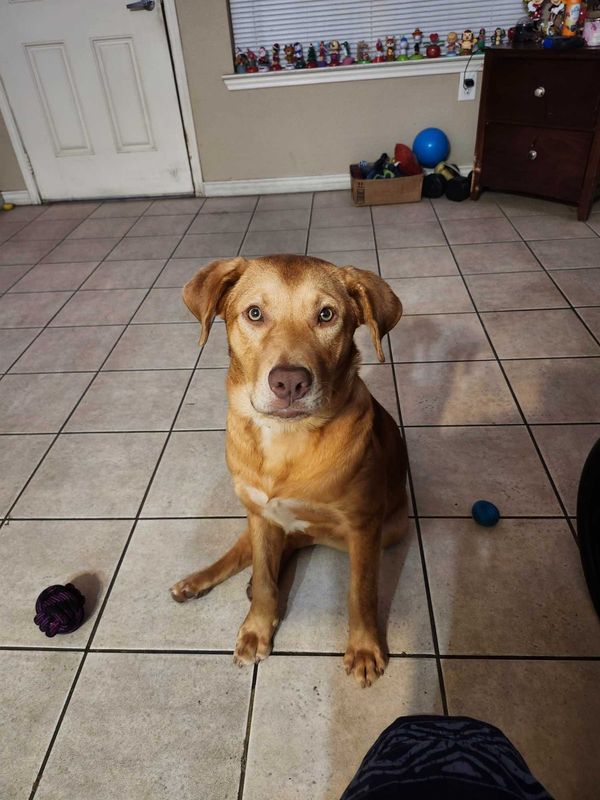 Lost Dog in Port Arthur, Texas — listing photo