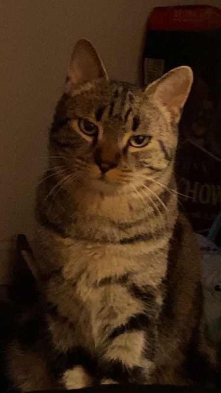 Lost Cat in Bakersfield, California — listing photo