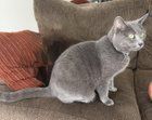 Lost Cat in San Antonio, Texas — listing photo