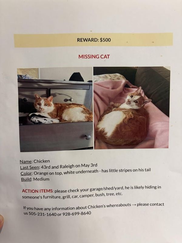 Lost Cat in Denver, Colorado — listing photo