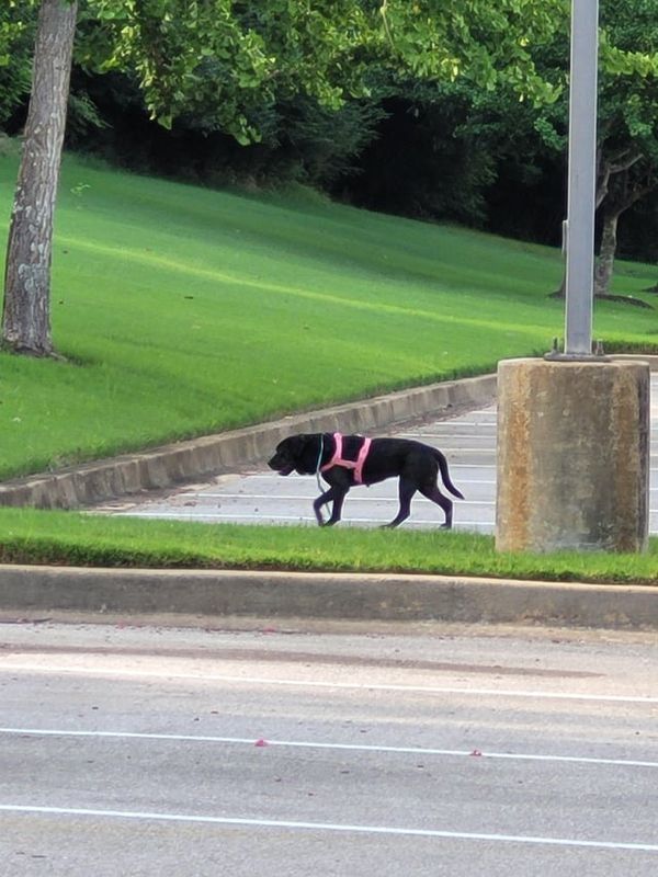Lost Dog in Memphis, Tennessee — listing photo