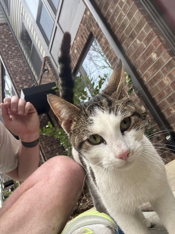 Found Cat in Charlotte, North Carolina — listing photo