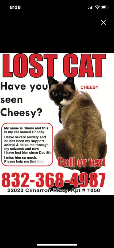 Lost Cat in Houston, Texas — listing photo
