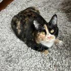 Lost Cat in Kent, Washington — listing photo